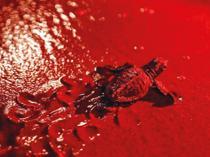 Fethiye uses red lights to protect nesting sea turtles
