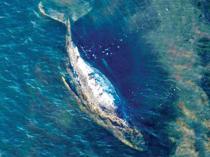 Iceland resumes whale hunt despite growing protest