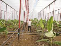 Alanya’s fruit growers pivot to smart farming