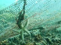 95 football fields’ worth of ghost nets removed from Marmara Sea