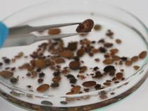 Climate change drives spread of disease-carrying insects