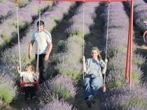 Tekirdağ’s vast lavender fields draw day-trippers