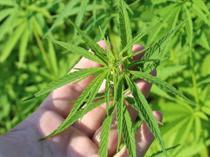 High-security efforts underway for cannabis production