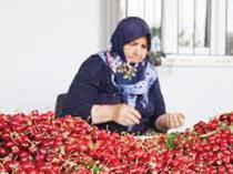 Türkiye prepares to resume cherry exports to China