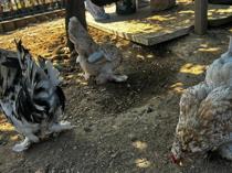 Chickens become attraction at Istanbul transit hub