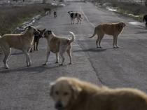 Three mayors investigated over stray dog incidents