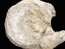 A rare dinosaur fossil found tucked away in a drawer