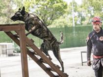 Rescue dog Ego certified for disaster response