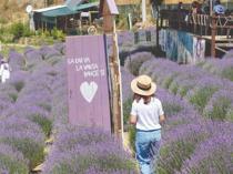 Sakarya hosts first Culture Route Fest