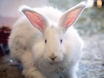 Protected Angora rabbits receive special care in Ankara