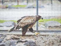 More than 2,200 rehabilitated wild animals returned to nature