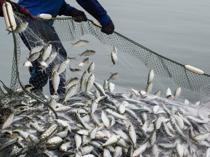 Türkiye targets $3 billion in aquaculture exports by 2028: Minister