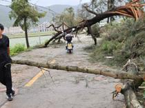Typhoon makes landfall in China, downgraded to severe tropical storm