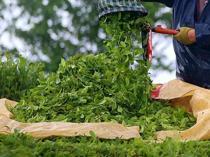 Turkish tea exports exceed $17.5 mln in first half