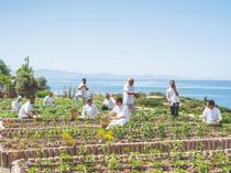What happens when seafood restaurant decıdes to save sea
