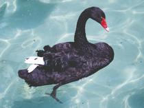 Five cygnets expected as nesting season begins at Kuğulu Park