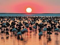 Tuz Lake records highest flamingo chick count in 5 years