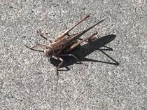 Giant grasshoppers swarm several Istanbul districts