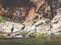 Seagulls mistake styrofoam for food in the Marmara Sea