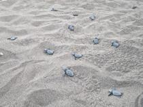 6,000 baby loggerhead turtles reach sea in Muğla