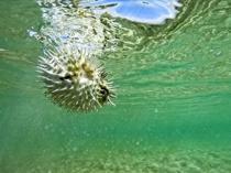 50 million invasive pufferfish blocked from entering ecosystem