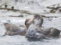 Australia confirms local transmission of bird flu