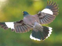 Invasive mynas threaten Istanbul birds