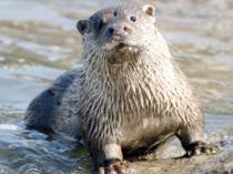Near-threatened Eurasian otter spotted in Tigris River