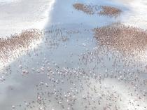 Tuz Lakes flamingos rear young communally