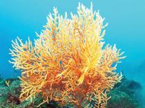 Largest coral forest of Aegean uncovered off Gökçeada coast