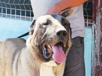 Kangal dogs to compete in beauty contest in native Sivas