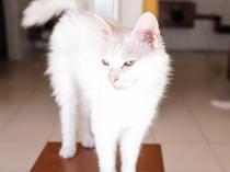 Facility protects endangered purebred Ankara