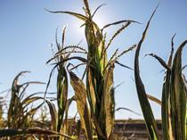 French farmers bracing for smallest corn crop since 1980