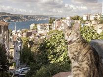 Istanbul’s street cats leave their paw prints on daily life