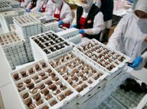 Türkiye’s chocolate exports top $500 million in first half of 2026