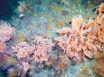 Scientist calls for joint action to save Aegean