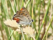 Nature lovers in pursuit of butterflies