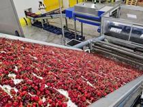 Cherry exports hit $235 mln in seven months