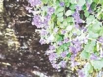 Researchers discover 13 new plant species across Türkiye