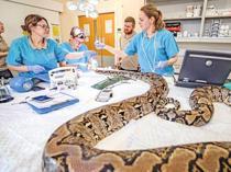 Pioneering cancer treatment saves python named Jodie Foster