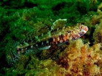 Rare marine life spotted again off Istanbul’s Princes’ Islands