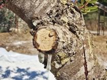 11-year wait ends for first mastic harvest in Muğla