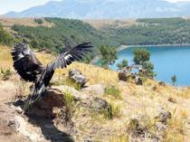 Nearly 5,000 rescued wild animals returned to nature in seven months