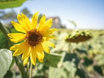 Istanbul sunflower harvest expected to surge 25 percent