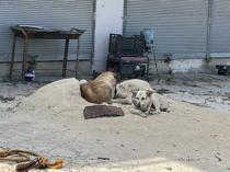 Ministries to deploy inspectors nationwide to monitor stray dog law