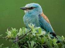 Camera traps reveal Istanbul’s wild side