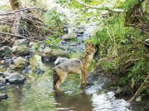 Camera traps reveal Istanbul’s wild side