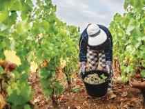 Scorching summer pushes French wine harvest to new historic low