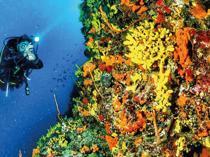 Ayvalık draws diving enthusiasts with its rich underwater life