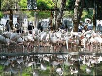 Gaziantep Wildlife Park’s flamingo population reaches 52